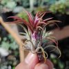 507. Tillandsia Red Ionantha Fuego ( Airplant )