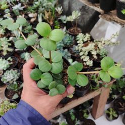 Alternative view of 509. Peperomia Hope
