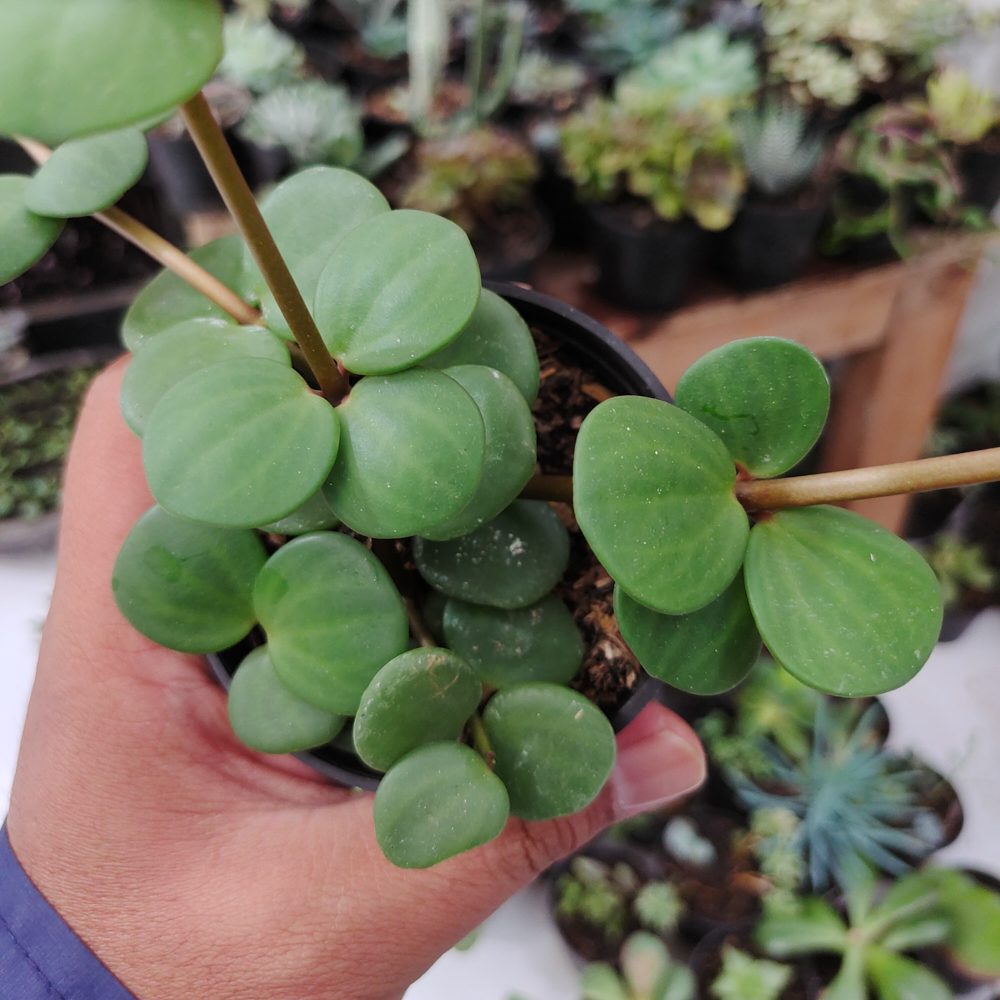 509. Peperomia Hope - Image 9