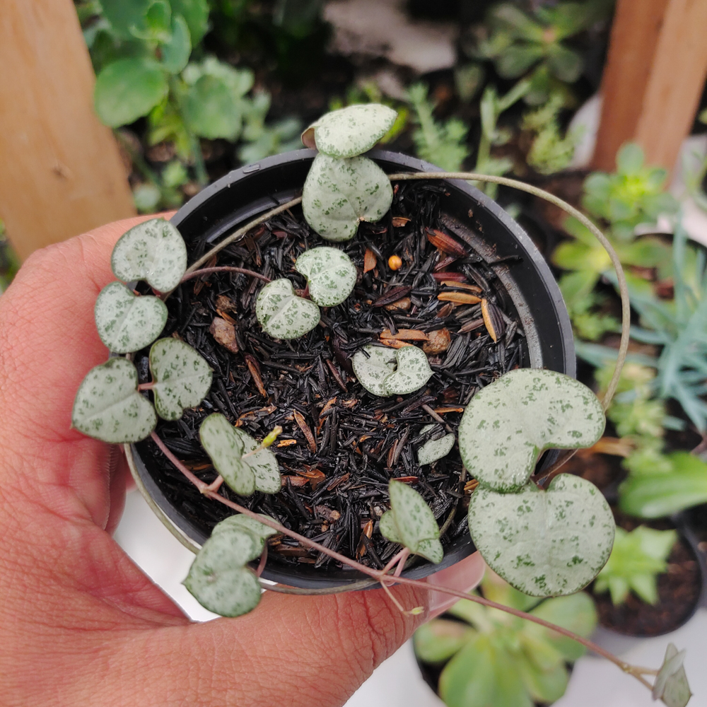 511. Ceropegia Woodii Silver Glory / String Of Heart Silver Glory - Image 2