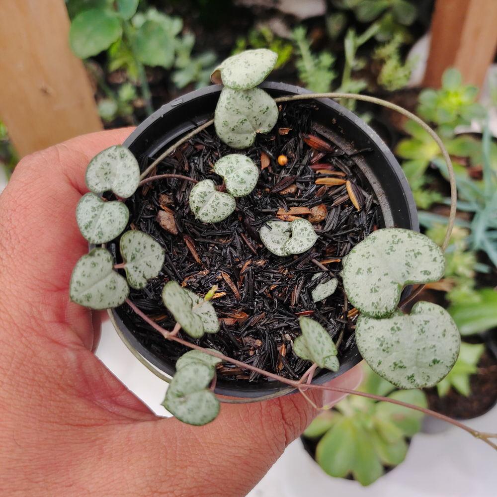 511. Ceropegia Woodii Silver Glory / String Of Heart Silver Glory - Image 3