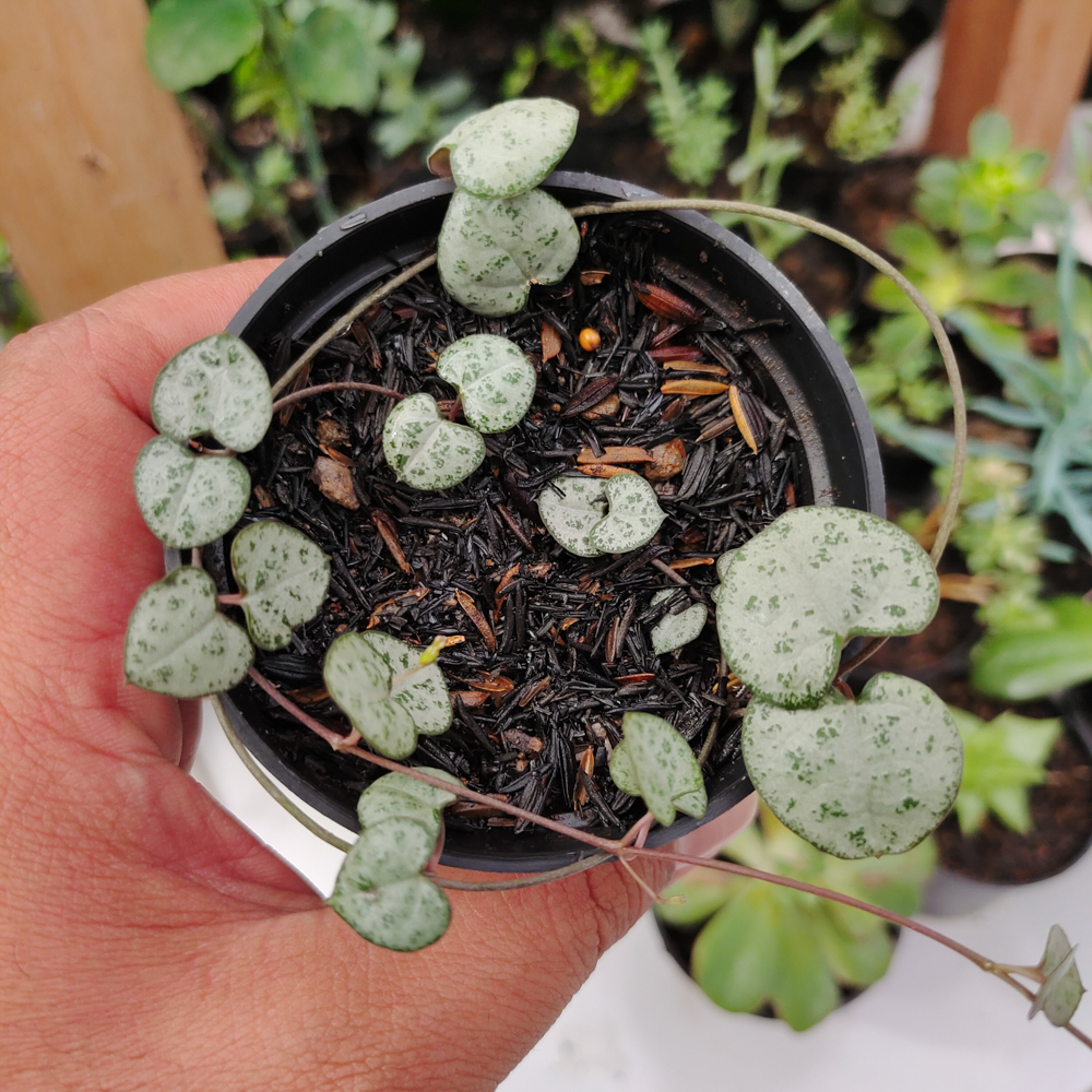 511. Ceropegia Woodii Silver Glory / String Of Heart Silver Glory - Image 4