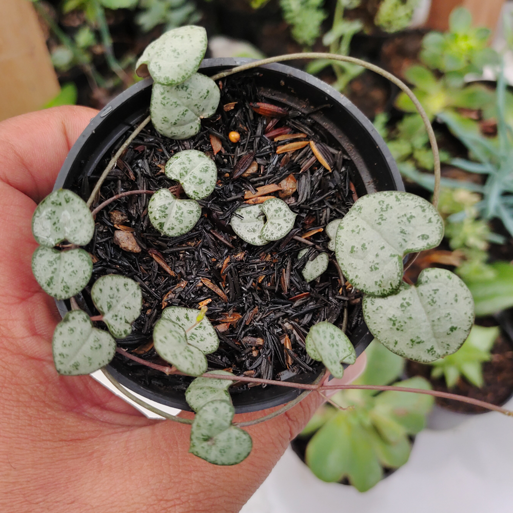 511. Ceropegia Woodii Silver Glory / String Of Heart Silver Glory - Image 5