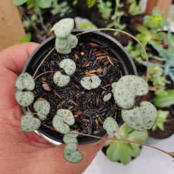 511. Ceropegia Woodii Silver Glory / String Of Heart Silver Glory