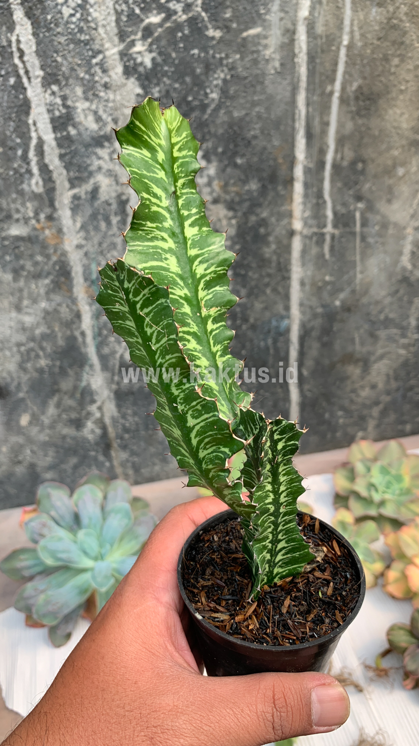 512. Euphorbia Bougheyi - Image 8
