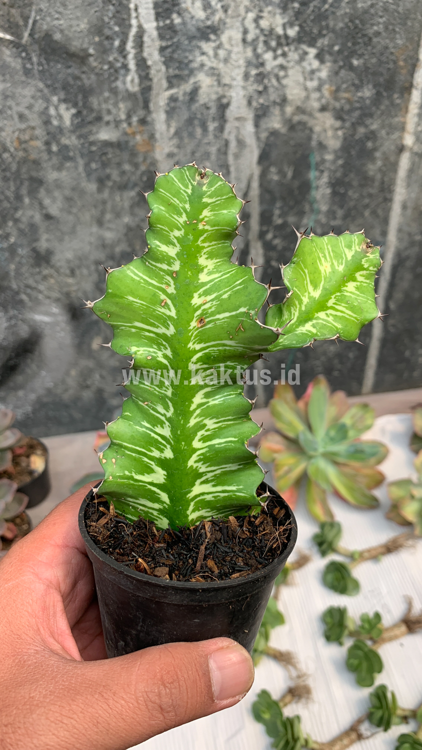 512. Euphorbia Bougheyi - Image 2