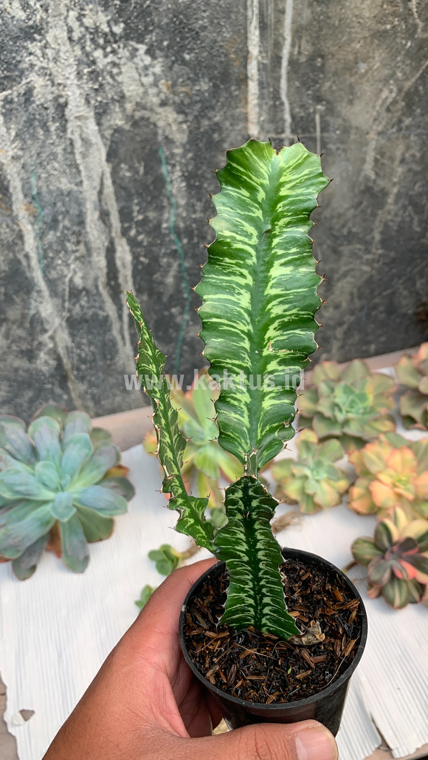 512. Euphorbia Bougheyi - Image 10