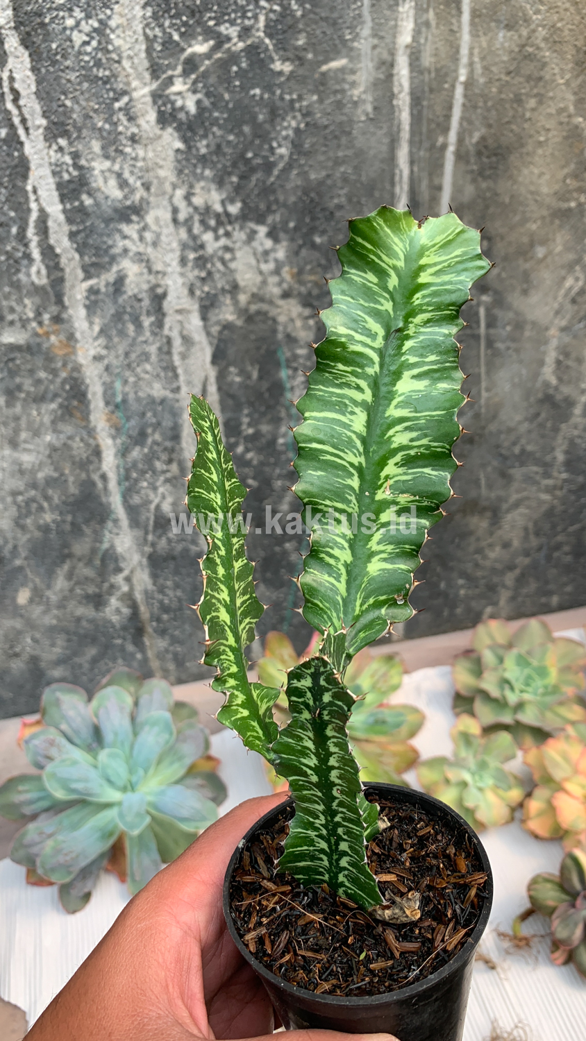512. Euphorbia Bougheyi - Image 9