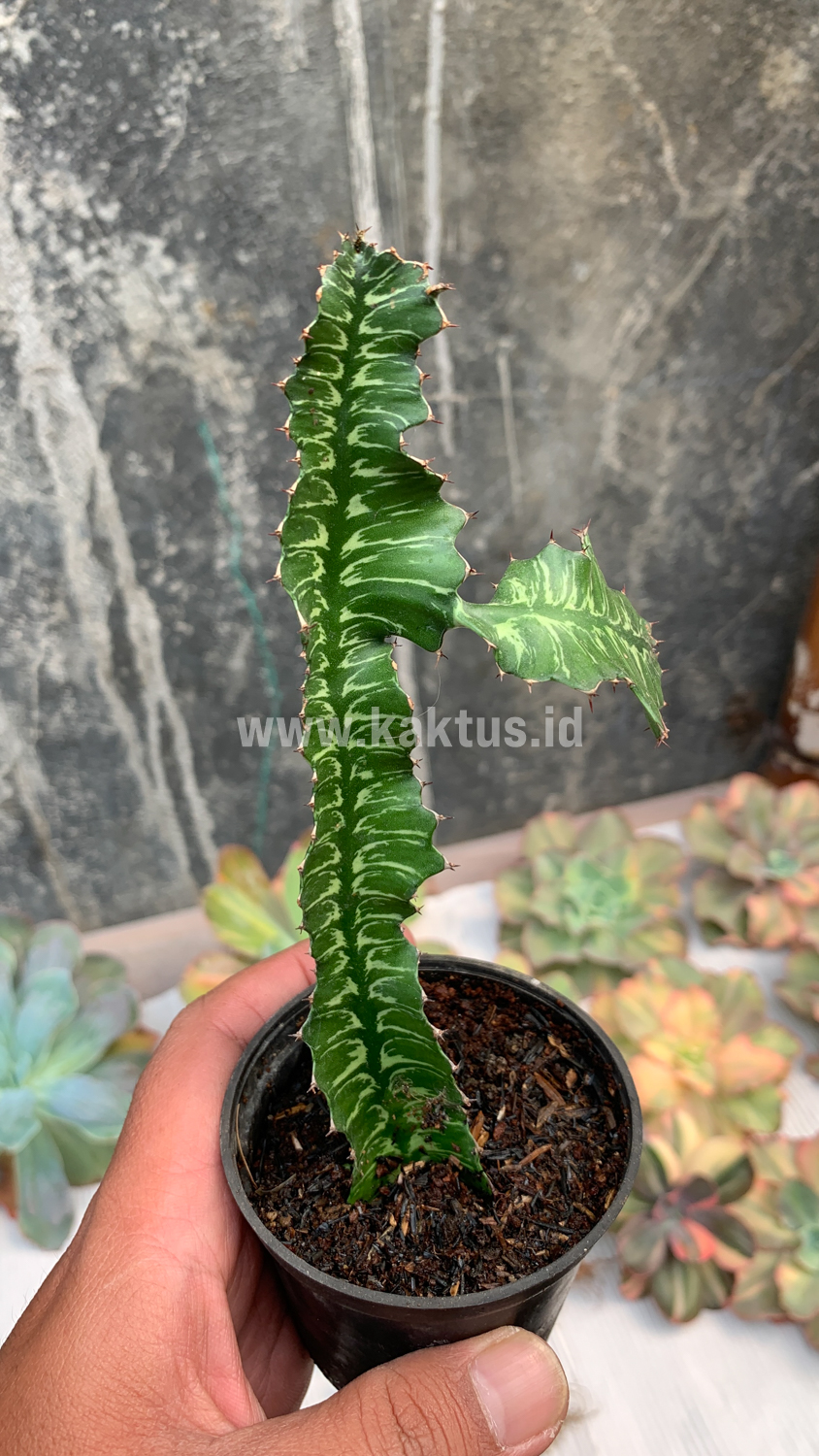 512. Euphorbia Bougheyi - Image 7