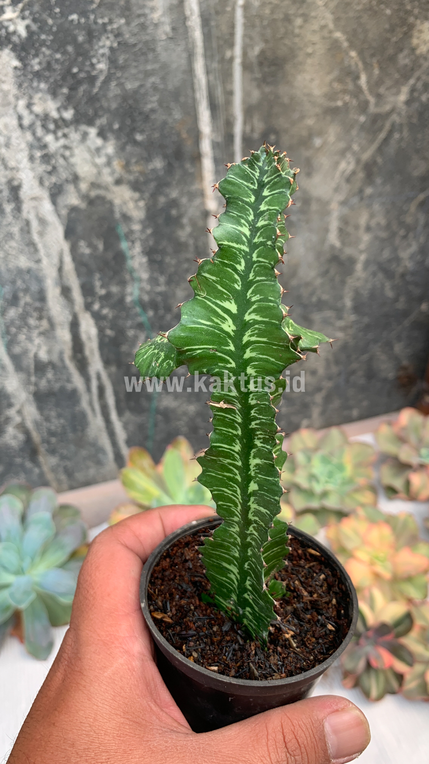 512. Euphorbia Bougheyi - Image 6