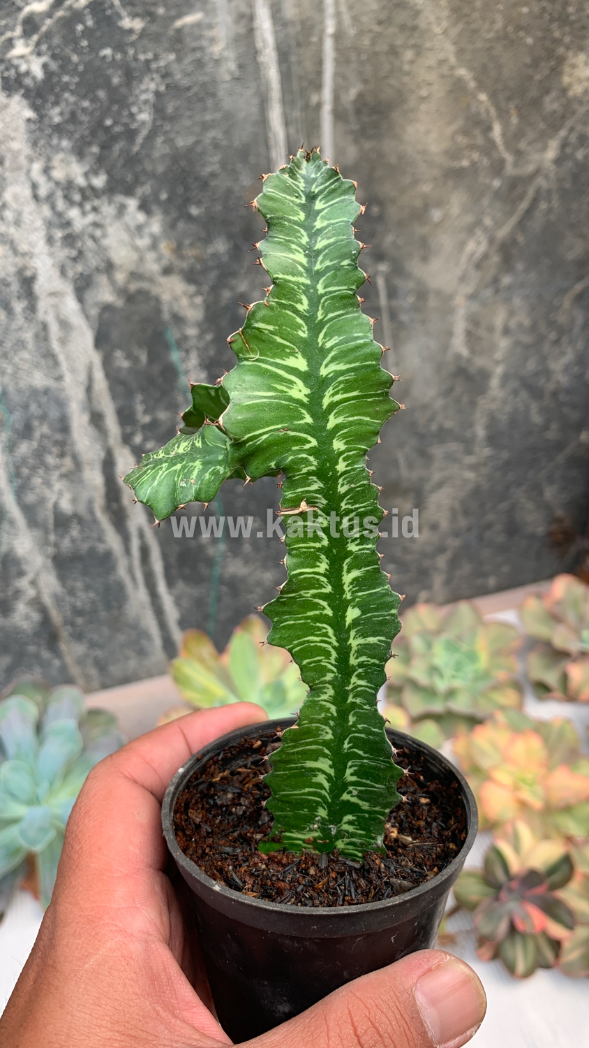 512. Euphorbia Bougheyi - Image 4