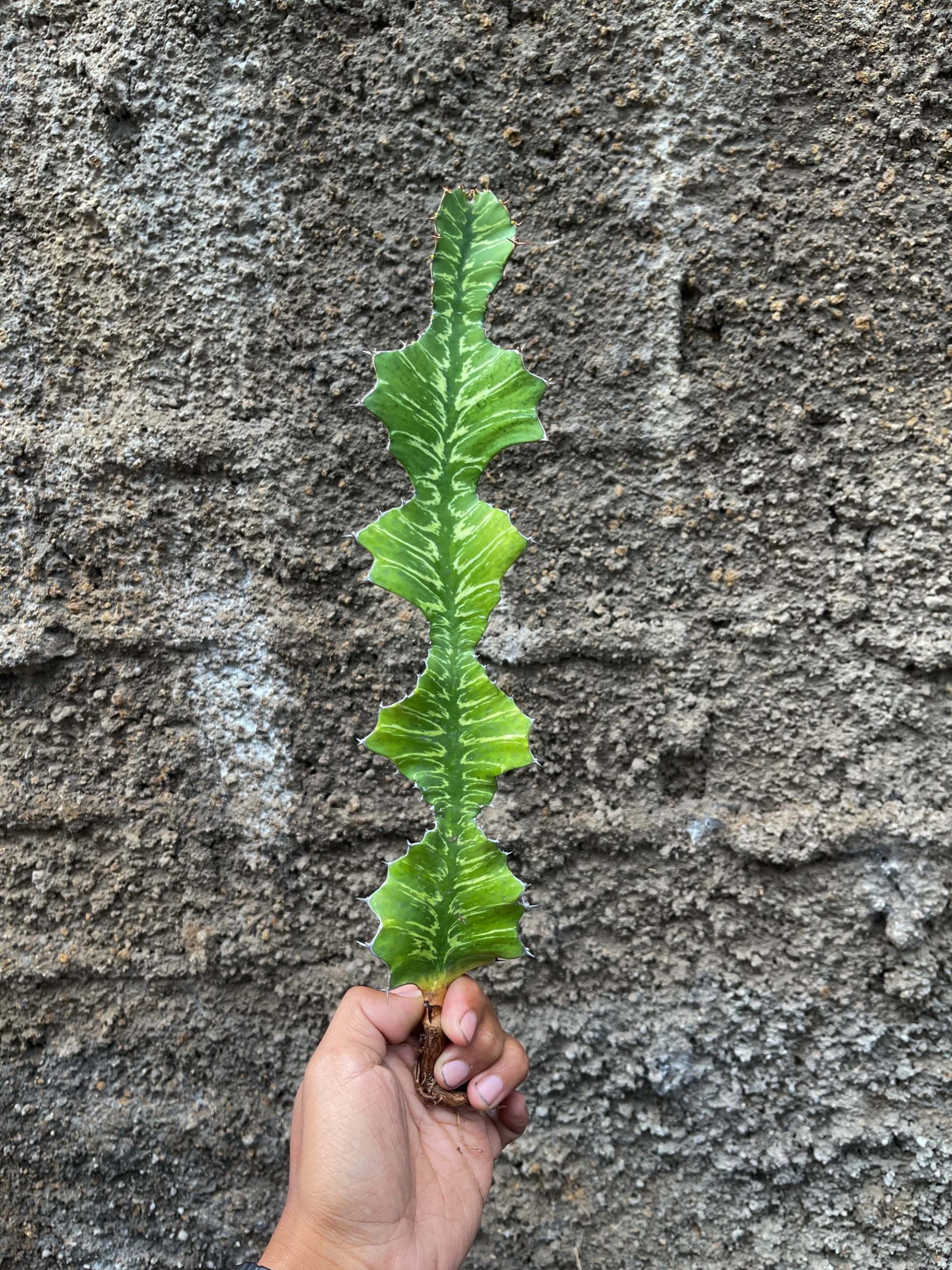 512. Euphorbia Bougheyi - Image 3