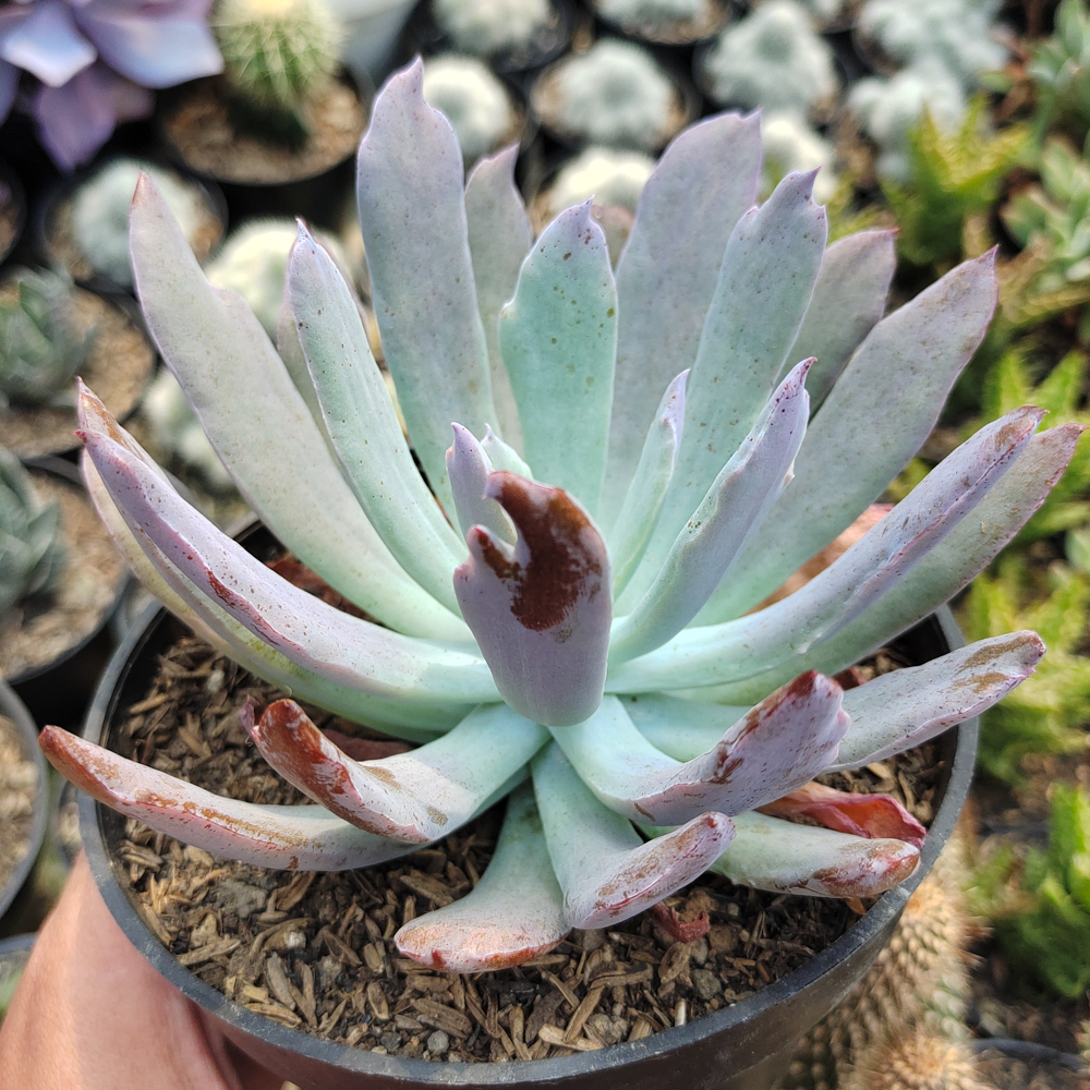 513. Echeveria Bird Claw - Image 4