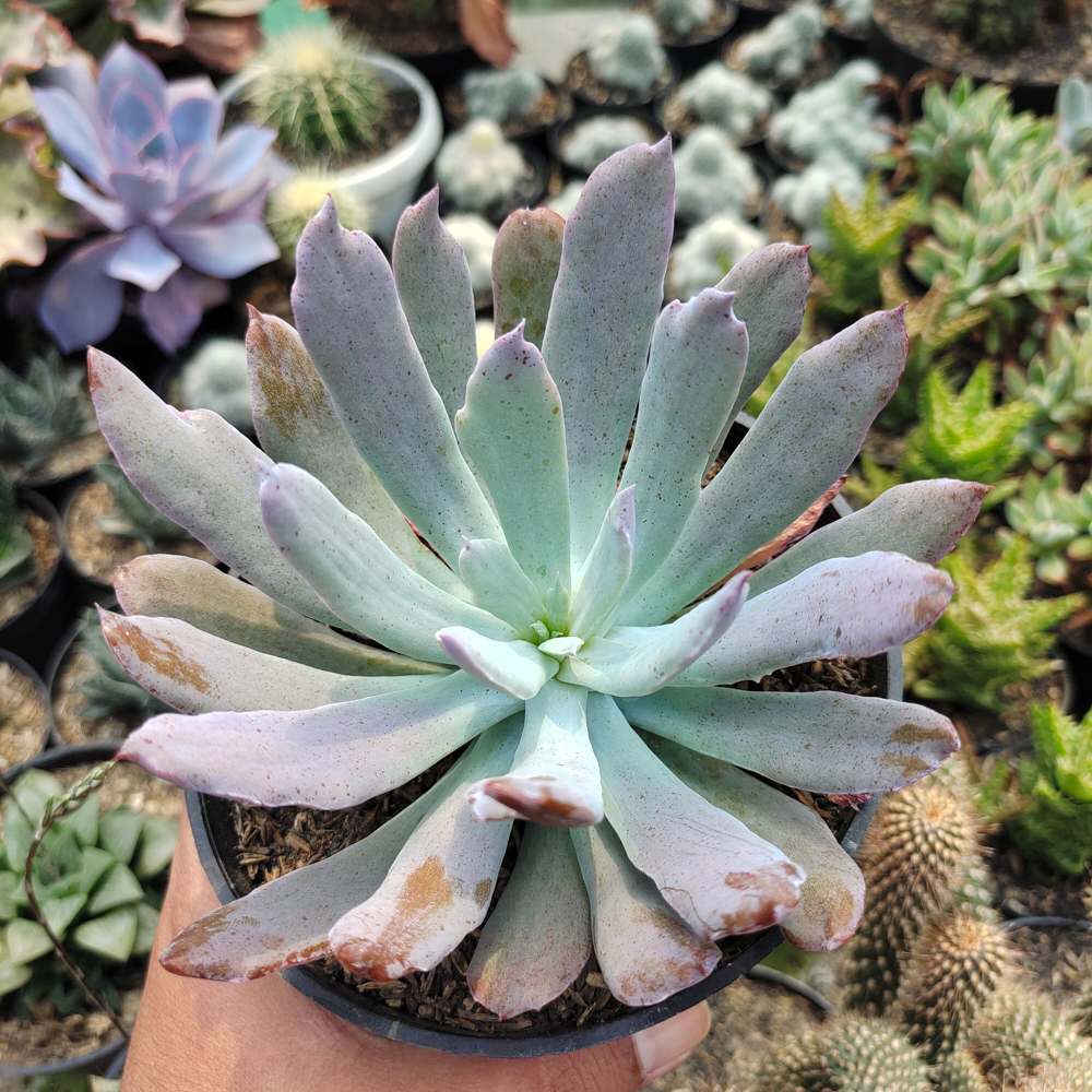 513. Echeveria Bird Claw - Image 5