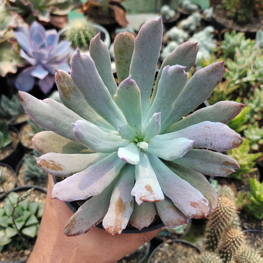 513. Echeveria Bird Claw - Image 7