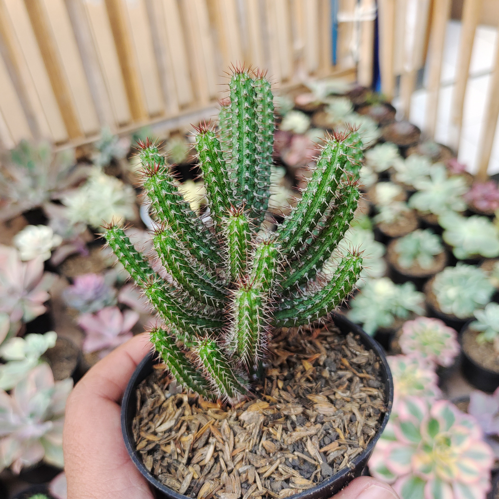 514. Euphorbia Baioensis - Image 3