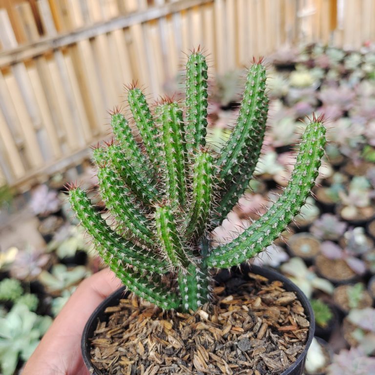514. Euphorbia Baioensis