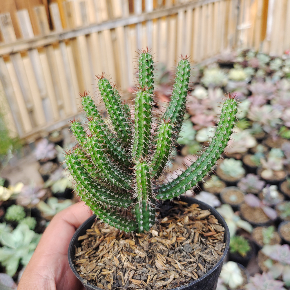514. Euphorbia Baioensis - Image 5