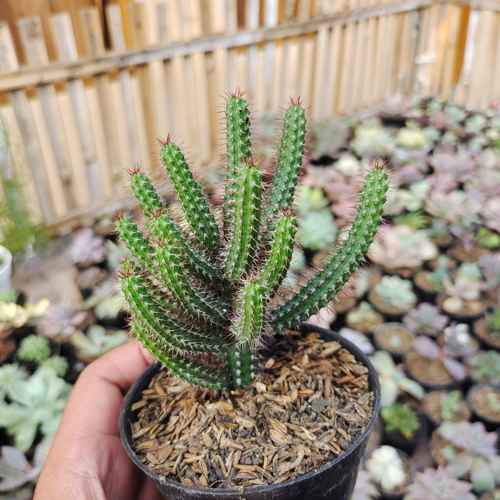 514. Euphorbia Baioensis - Image 6