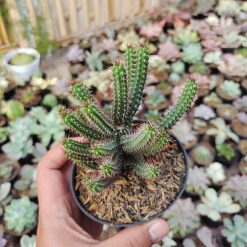 Alternative view of 514. Euphorbia Baioensis