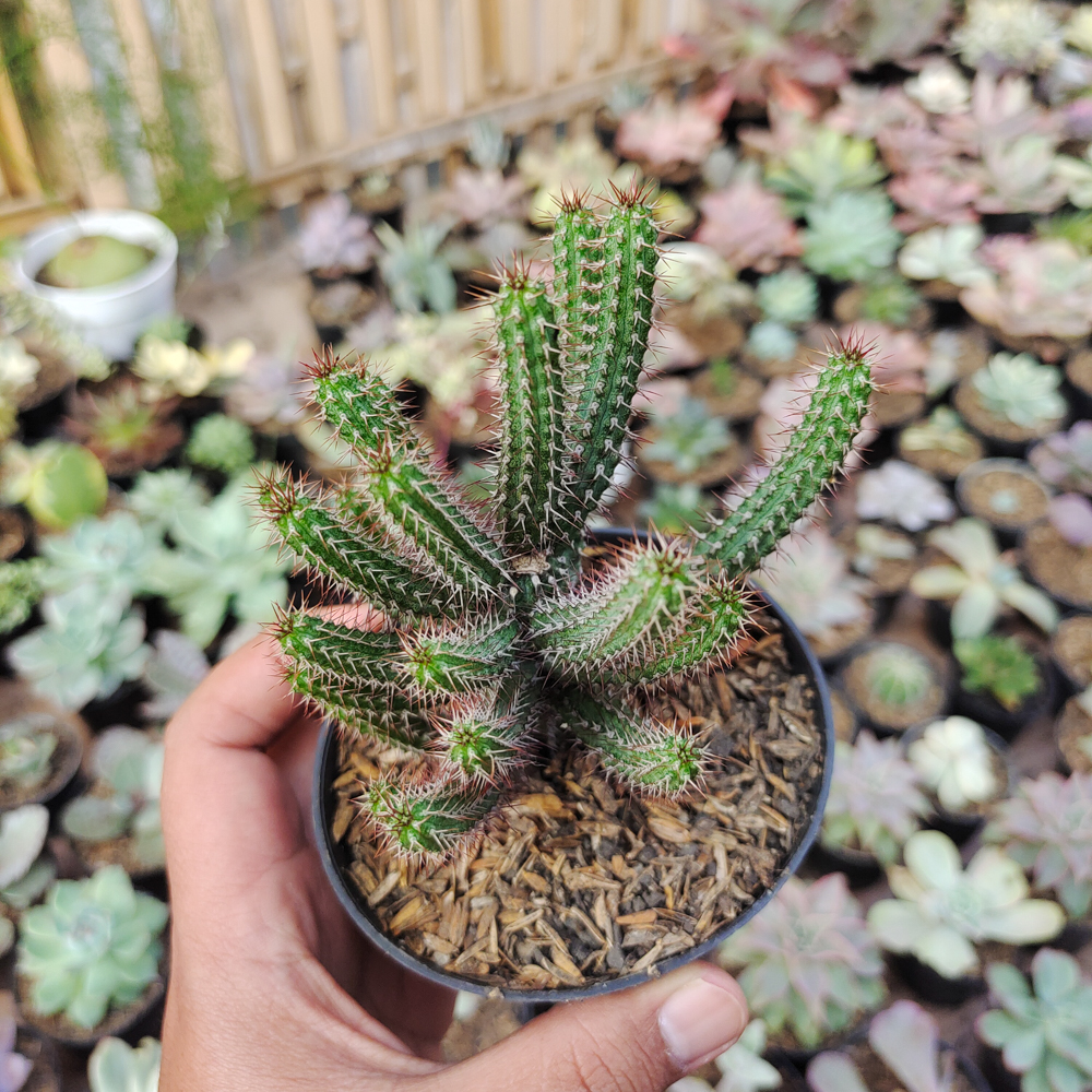 514. Euphorbia Baioensis - Image 2