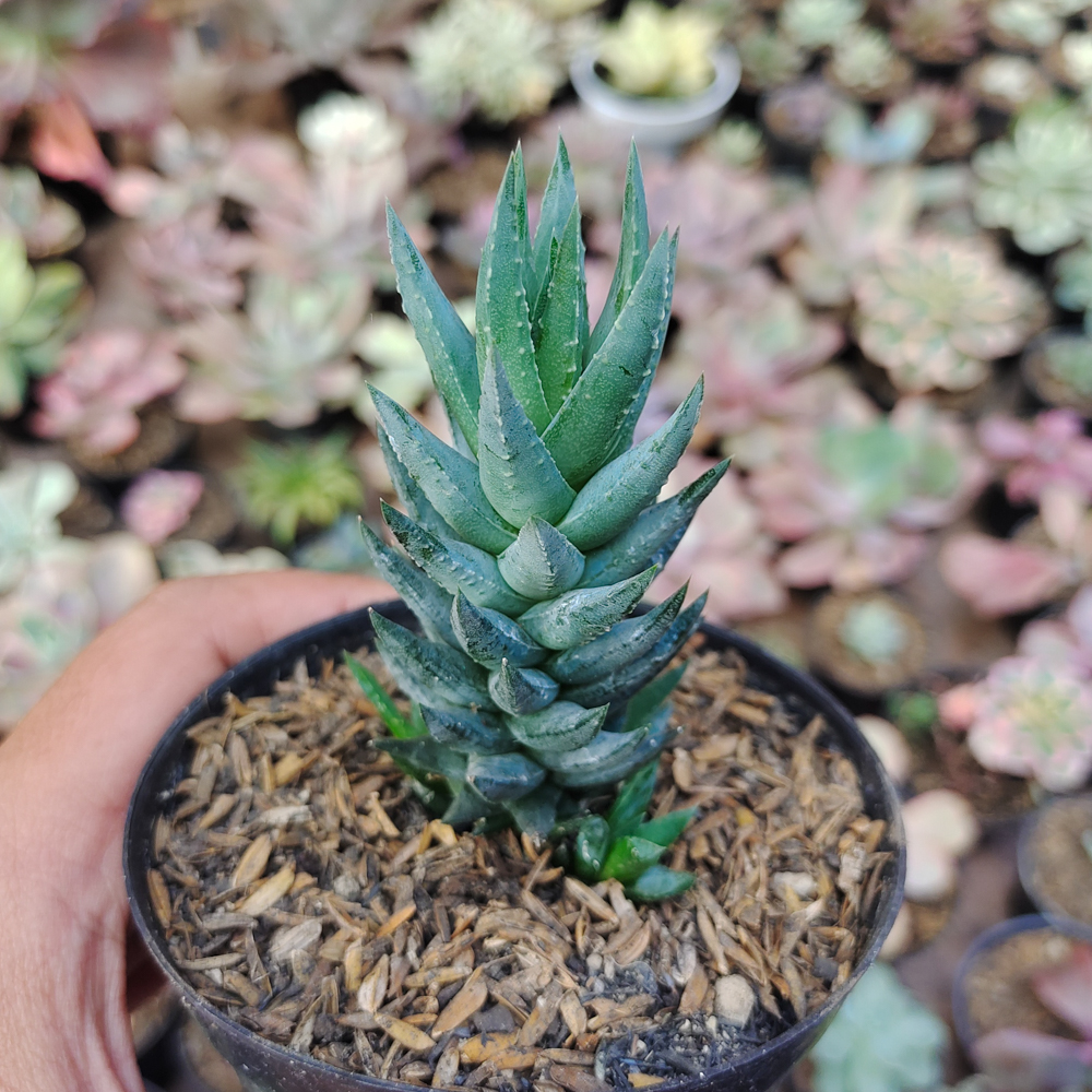 515. Haworthiopsis Coarctata F. Greenii - Image 3