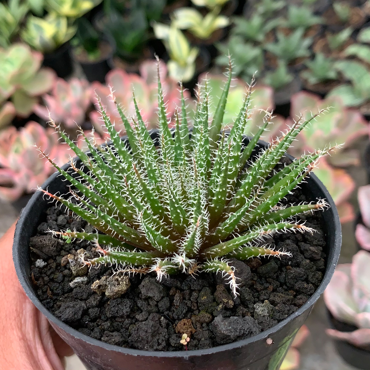 516. Aloe Haworthioides Baker - Image 7