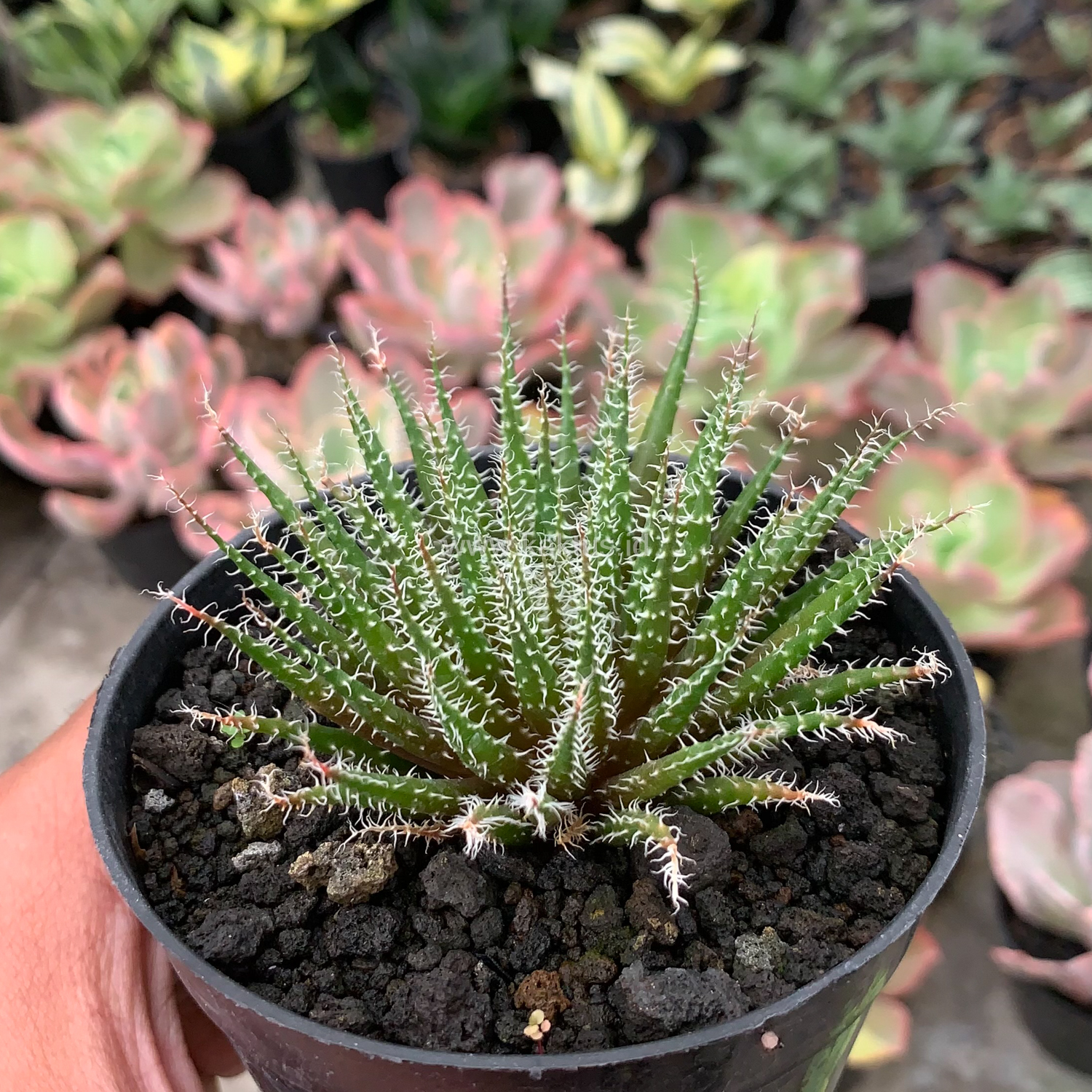 516. Aloe Haworthioides Baker - Image 6