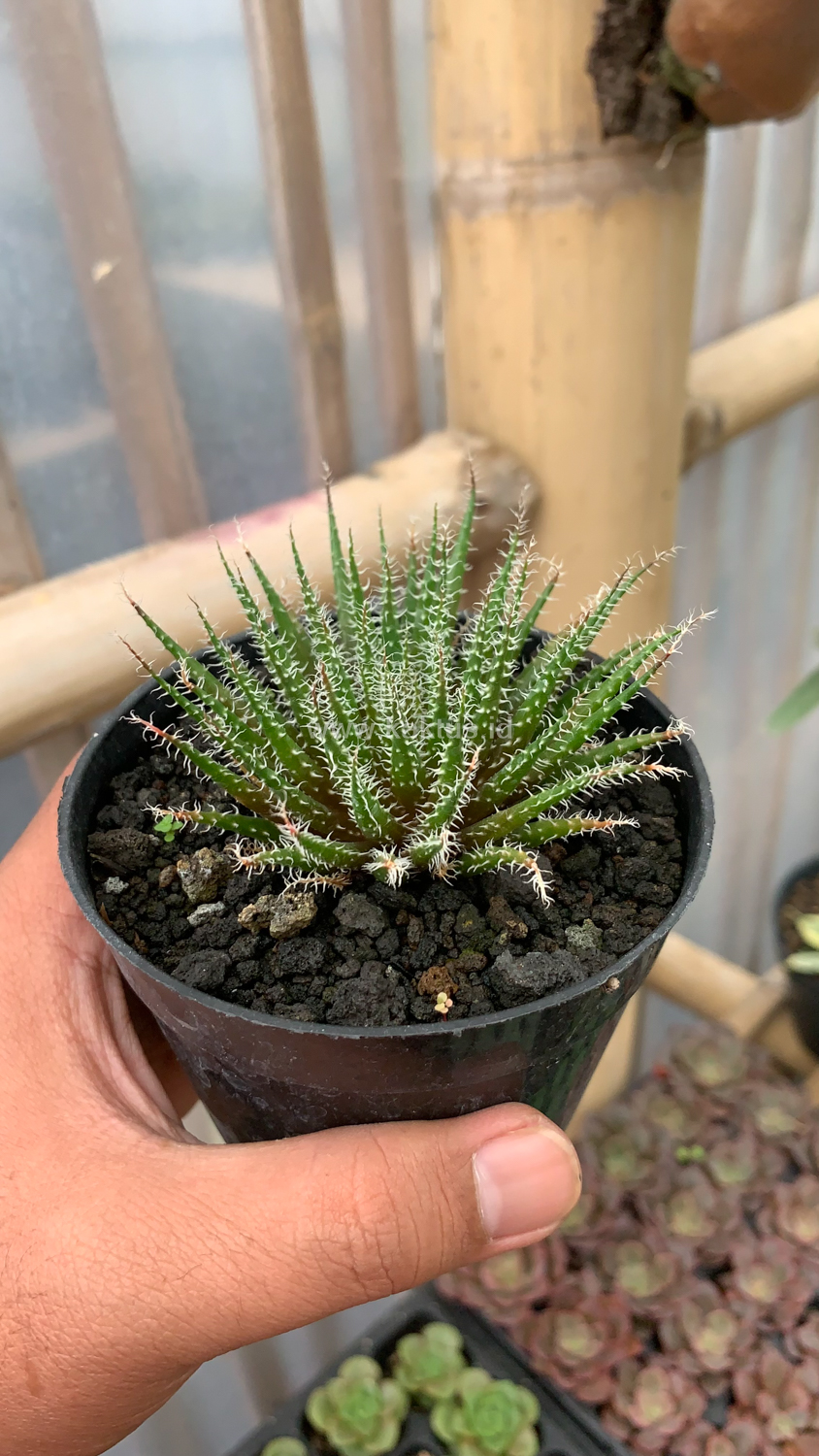 516. Aloe Haworthioides Baker - Image 5