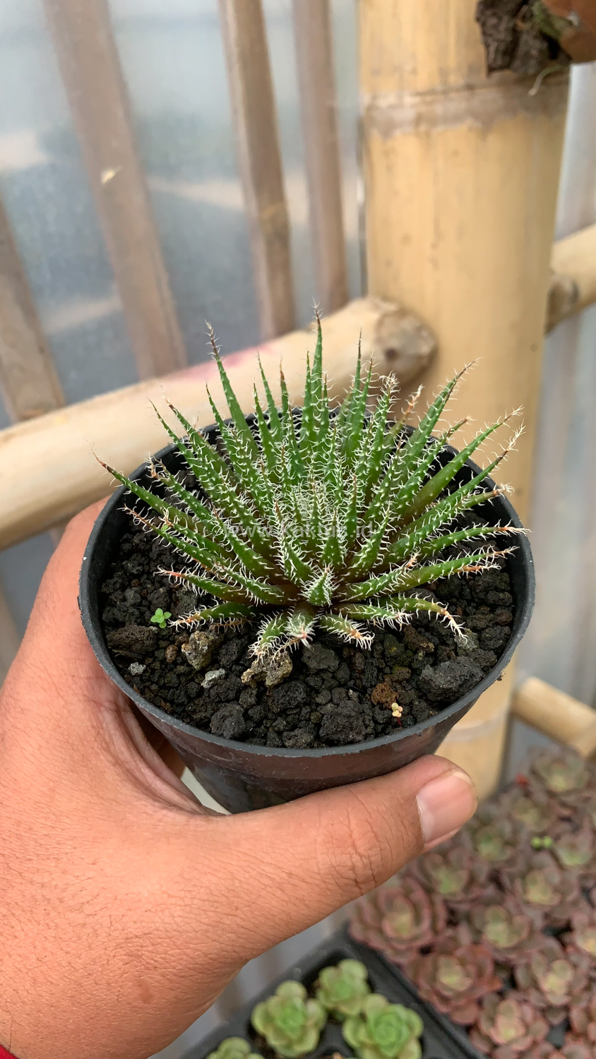 516. Aloe Haworthioides Baker - Image 4
