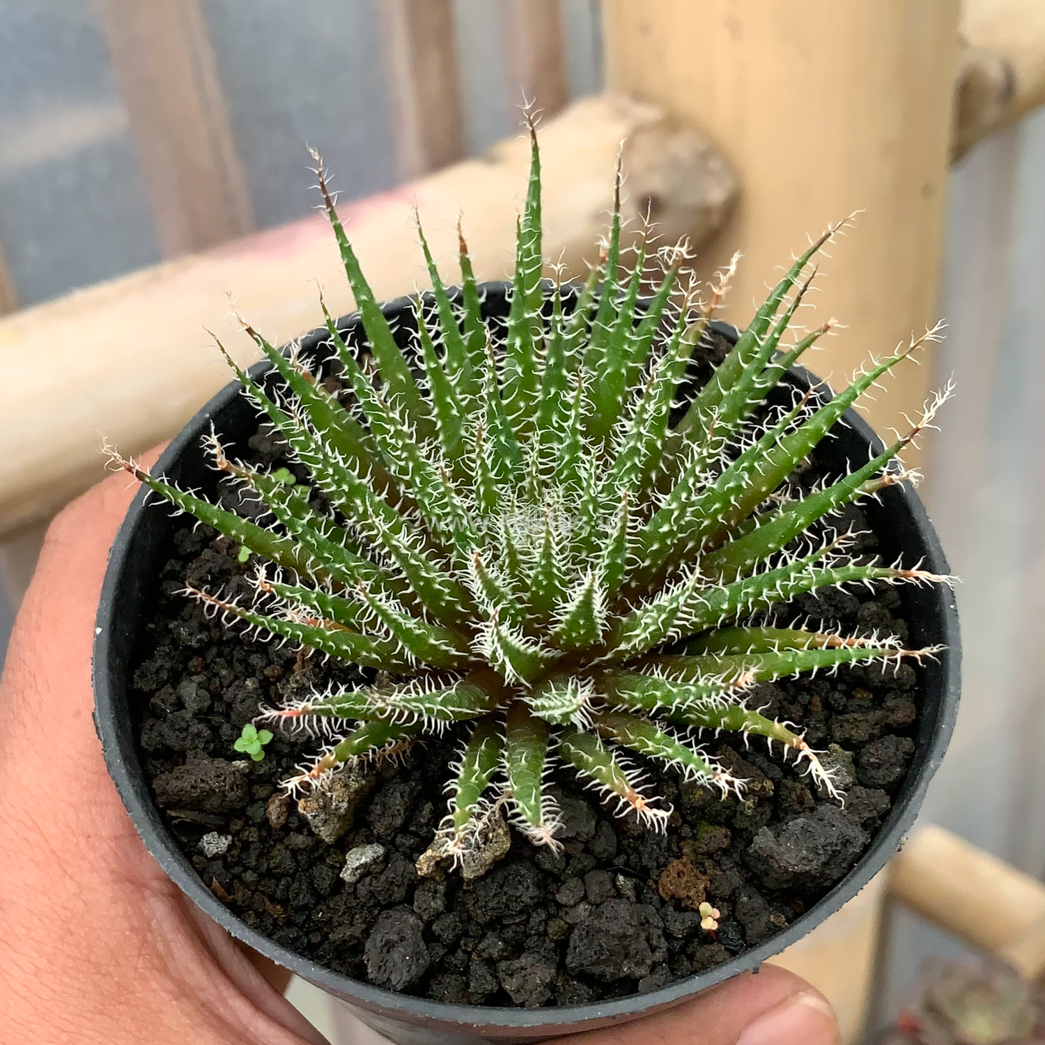 516. Aloe Haworthioides Baker - Image 2