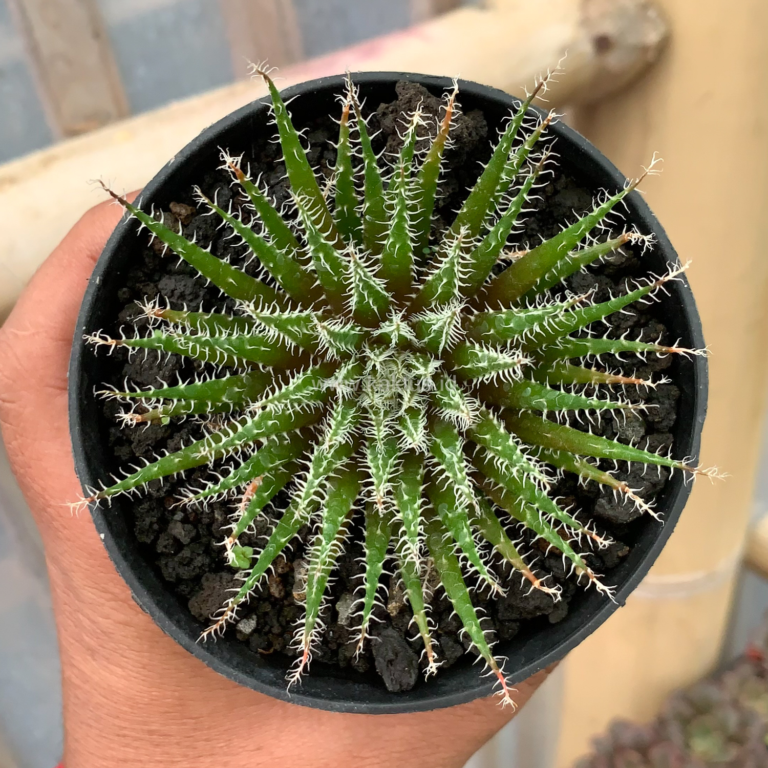 516. Aloe Haworthioides Baker - Image 3