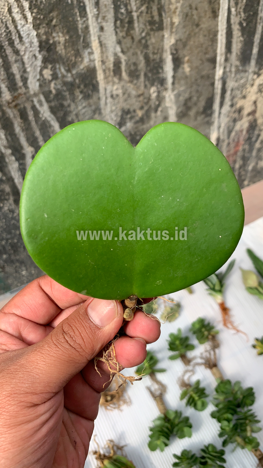 518. Hoya 'Heart' Kerrii - Image 6