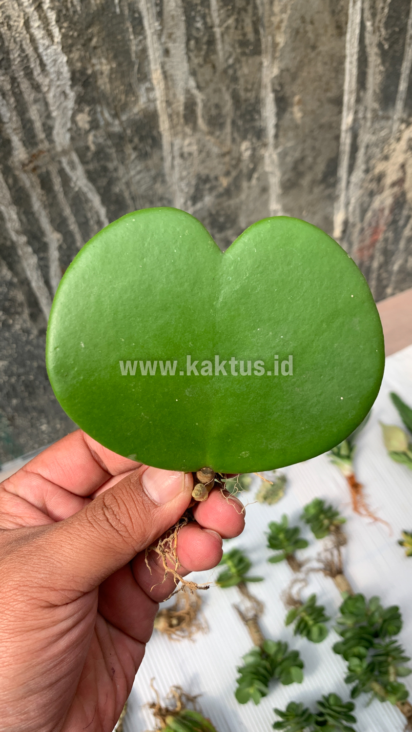 518. Hoya 'Heart' Kerrii - Image 5