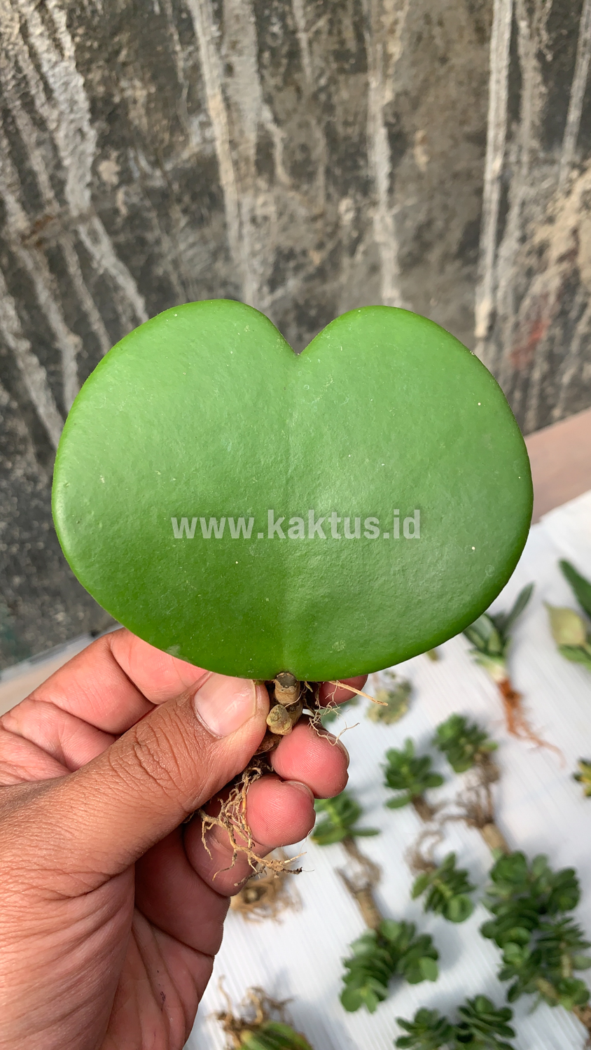 518. Hoya 'Heart' Kerrii - Image 4