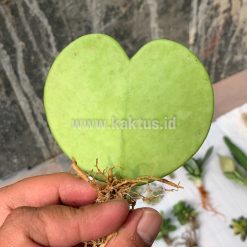 Alternative view of 518. Hoya 'Heart' Kerrii