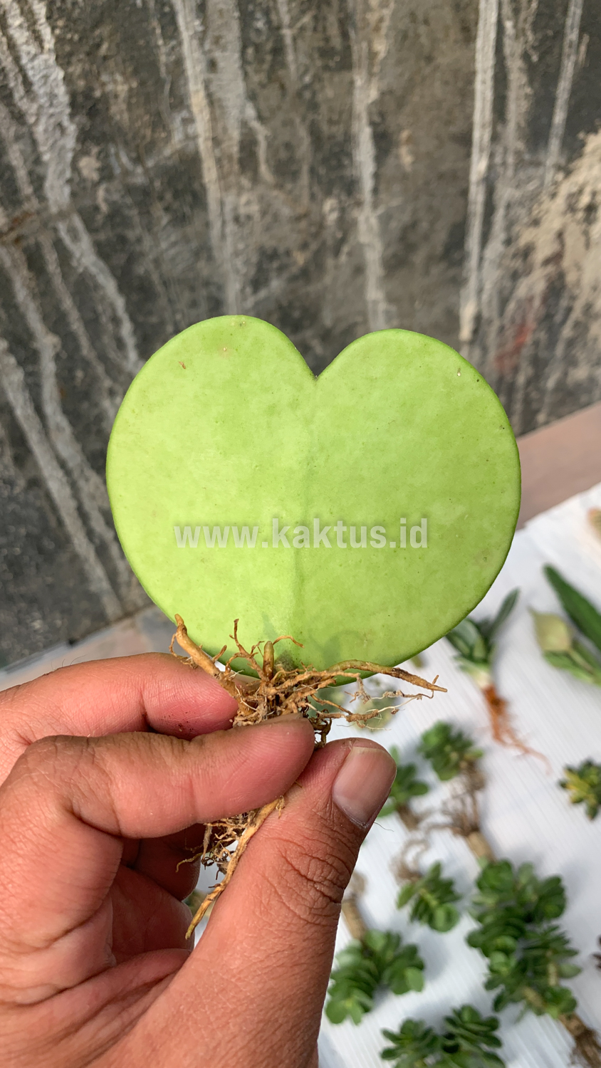 518. Hoya 'Heart' Kerrii - Image 2