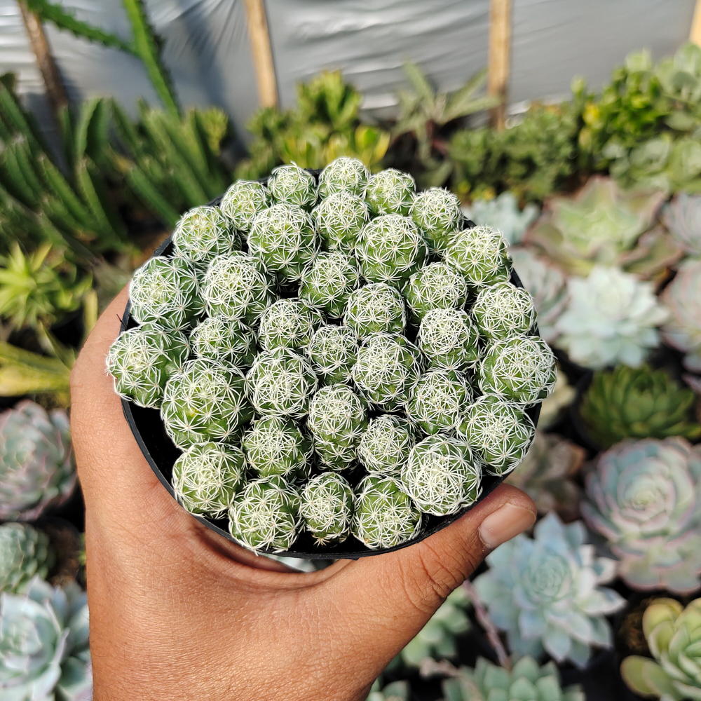 519. Mammillaria Gracilis Cluster - Image 5