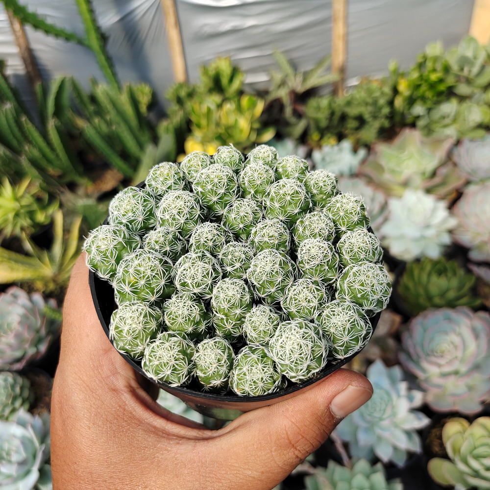519. Mammillaria Gracilis Cluster - Image 6