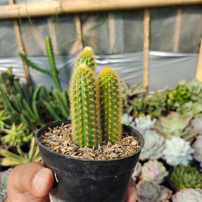 520. Cleistocactus Winteri