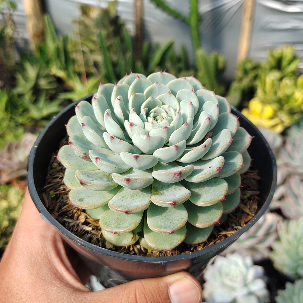 521. Echeveria Blue Minima Size 11 Cm - Image 3