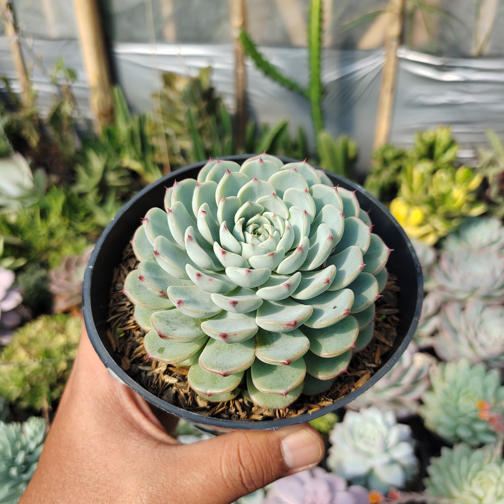 521. Echeveria Blue Minima Size 11 Cm - Image 5