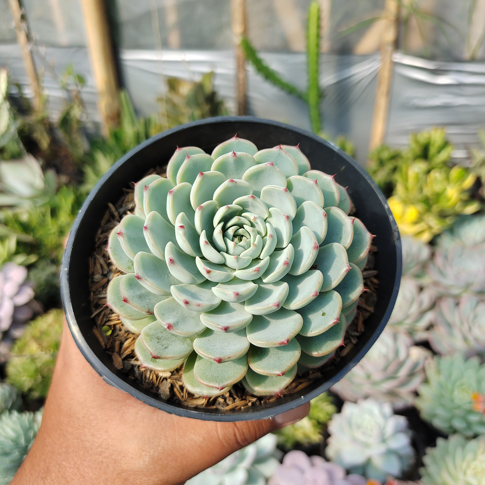521. Echeveria Blue Minima Size 11 Cm - Image 6
