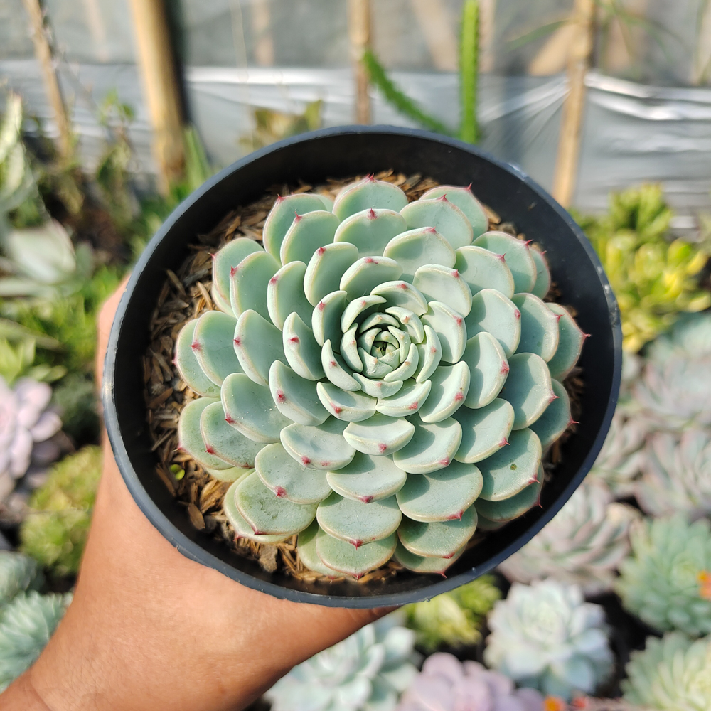521. Echeveria Blue Minima Size 11 Cm - Image 7