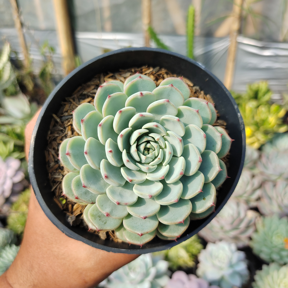 521. Echeveria Blue Minima Size 11 Cm - Image 2