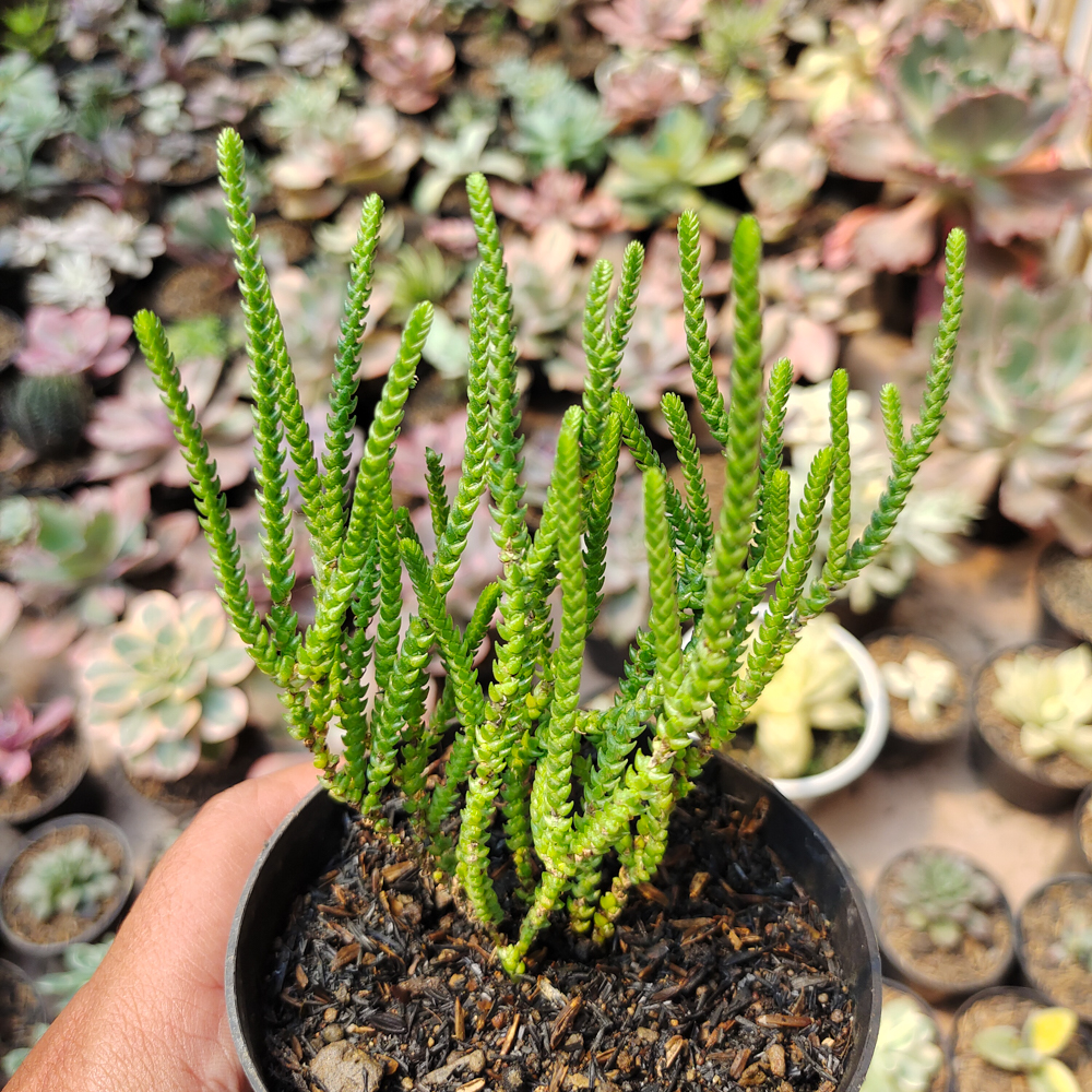 522. Crassula Muscosa - Image 3