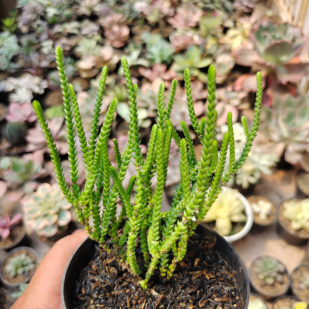 522. Crassula Muscosa - Image 4