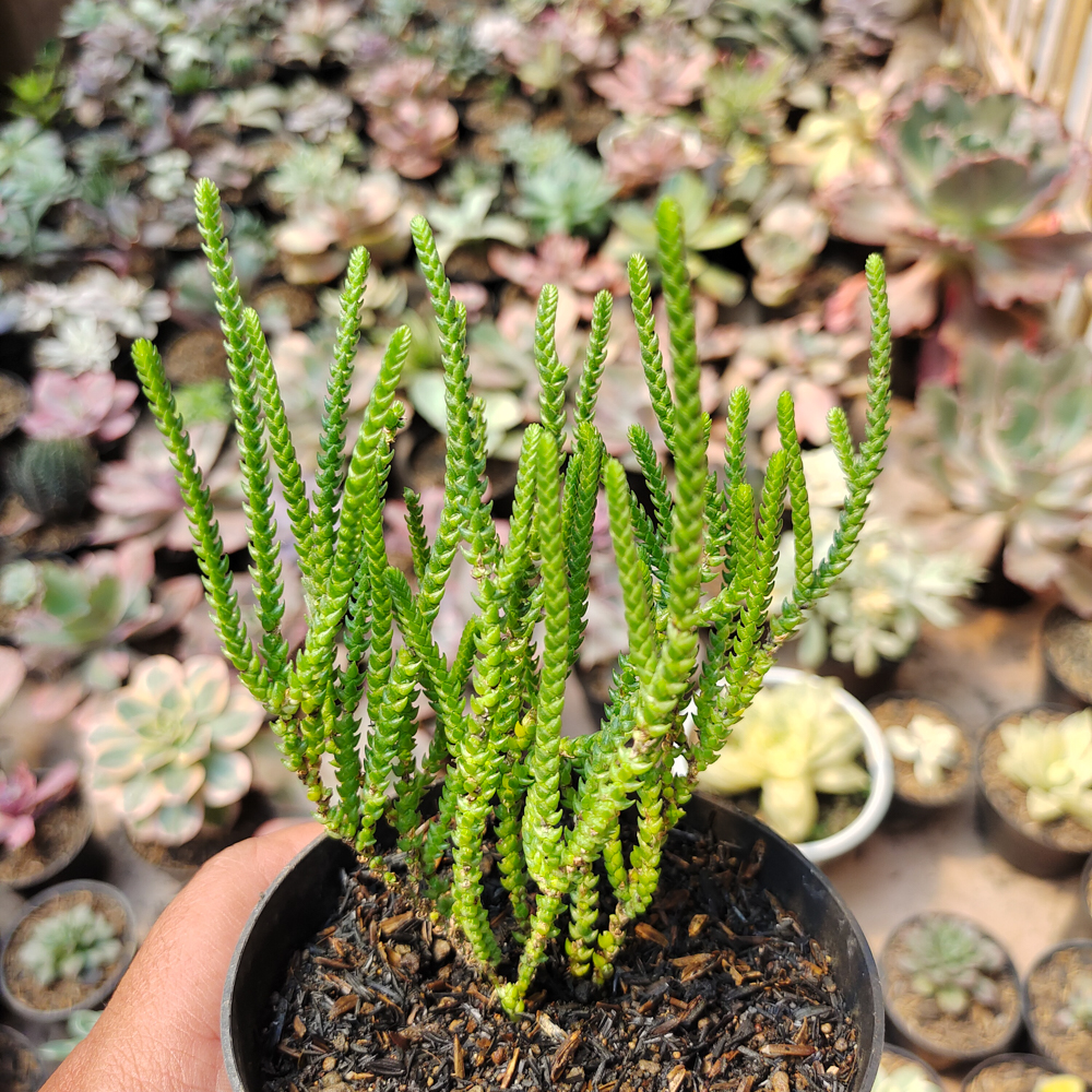 522. Crassula Muscosa - Image 5