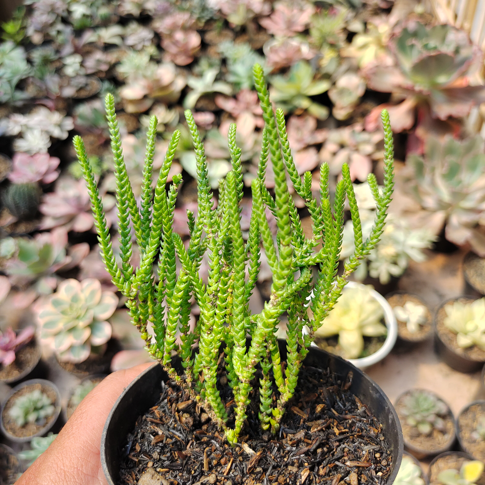 522. Crassula Muscosa - Image 6