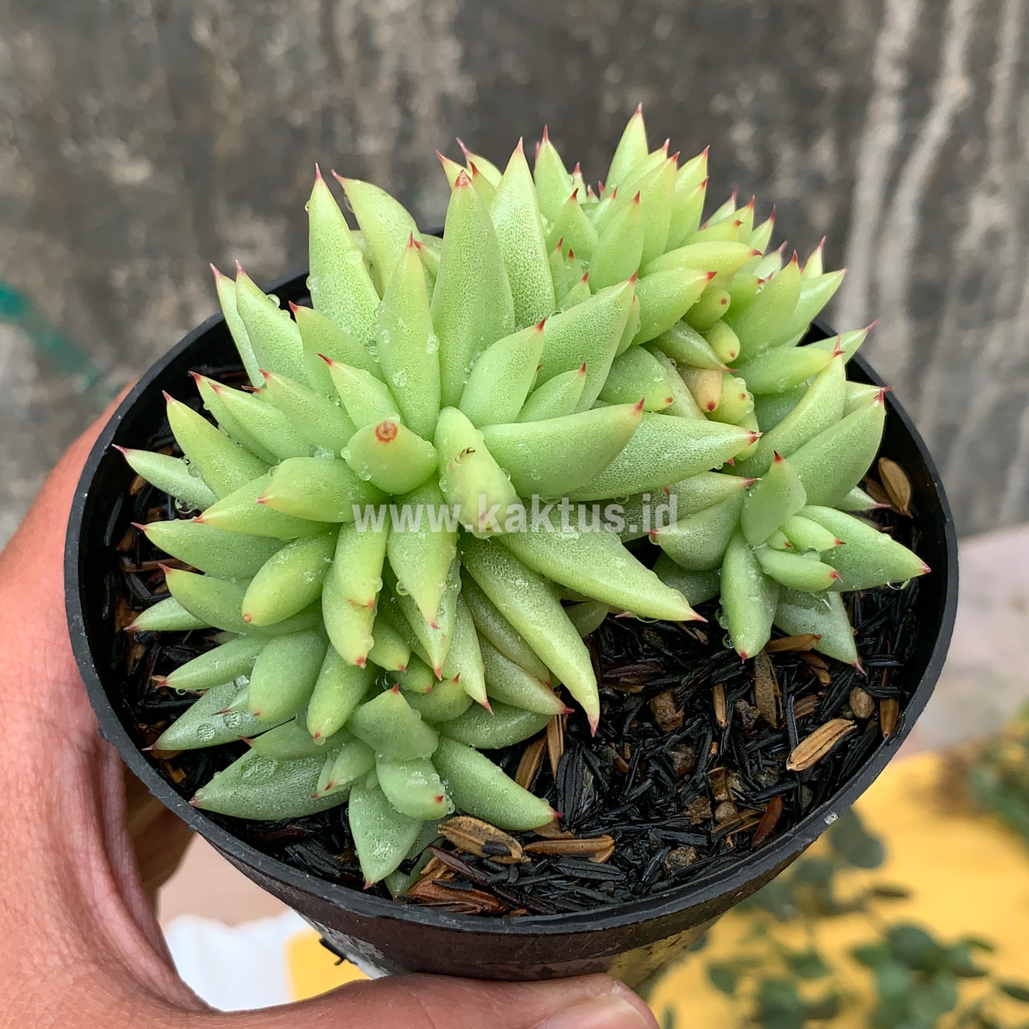 523. Echeveria Agavoides Aqua Marine Cristata - Image 3